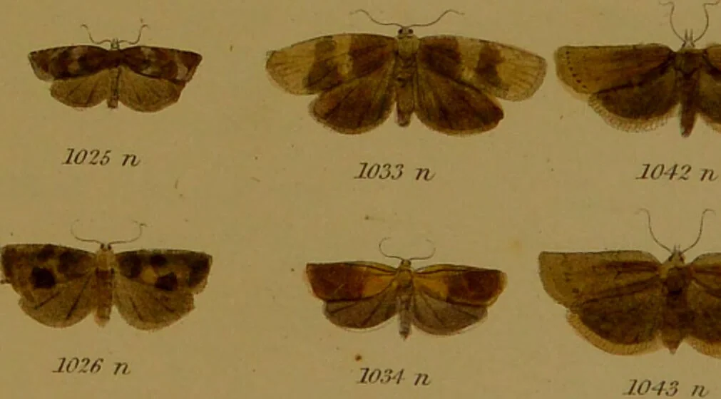 An illustration from Index entomologicus, or, A complete illustrated catalogue, consisting of upwards of two thousand accurately coloured figures of the lepidopterous insects of Great Britain / by W. Wood., 1854, leaf 325