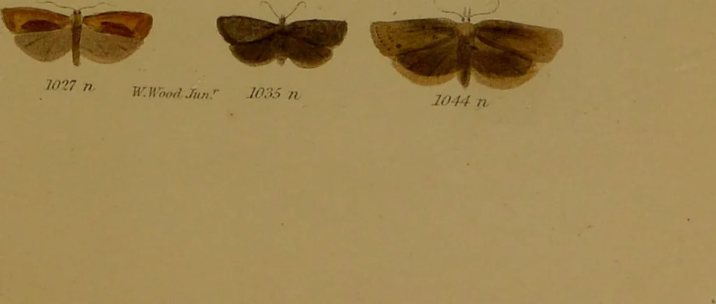 An illustration from Index entomologicus, or, A complete illustrated catalogue, consisting of upwards of two thousand accurately coloured figures of the lepidopterous insects of Great Britain / by W. Wood., 1854, leaf 325