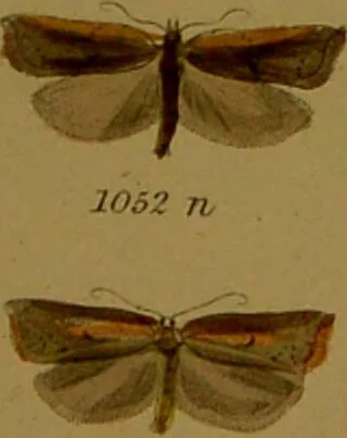 An illustration from Index entomologicus, or, A complete illustrated catalogue, consisting of upwards of two thousand accurately coloured figures of the lepidopterous insects of Great Britain / by W. Wood., 1854, leaf 333