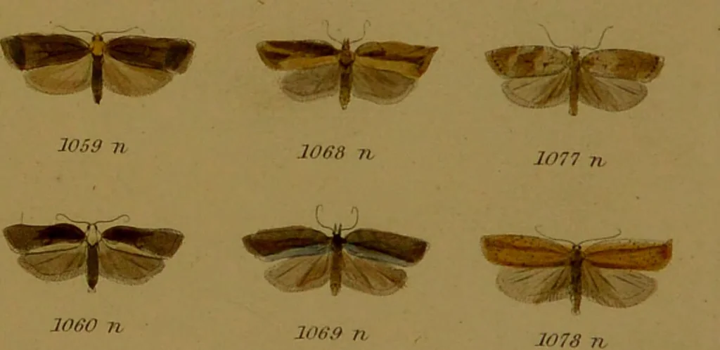 An illustration from Index entomologicus, or, A complete illustrated catalogue, consisting of upwards of two thousand accurately coloured figures of the lepidopterous insects of Great Britain / by W. Wood., 1854, leaf 333