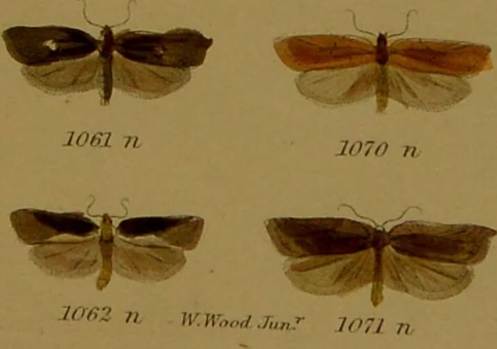 An illustration from Index entomologicus, or, A complete illustrated catalogue, consisting of upwards of two thousand accurately coloured figures of the lepidopterous insects of Great Britain / by W. Wood., 1854, leaf 333