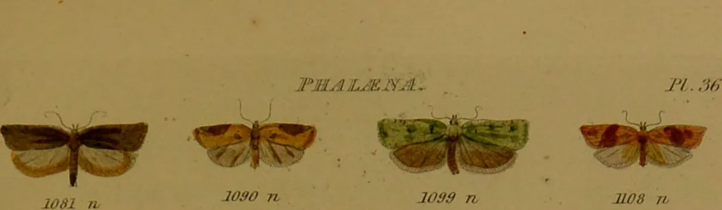 An illustration from Index entomologicus, or, A complete illustrated catalogue, consisting of upwards of two thousand accurately coloured figures of the lepidopterous insects of Great Britain / by W. Wood., 1854, leaf 341