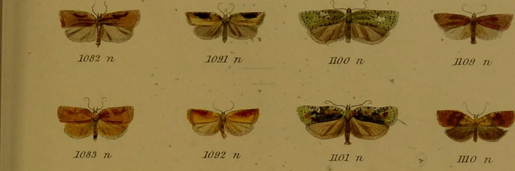 An illustration from Index entomologicus, or, A complete illustrated catalogue, consisting of upwards of two thousand accurately coloured figures of the lepidopterous insects of Great Britain / by W. Wood., 1854, leaf 341
