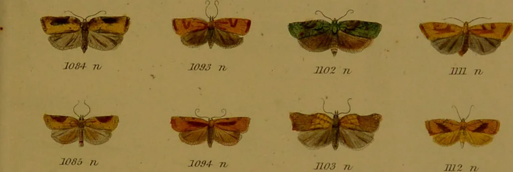 An illustration from Index entomologicus, or, A complete illustrated catalogue, consisting of upwards of two thousand accurately coloured figures of the lepidopterous insects of Great Britain / by W. Wood., 1854, leaf 341