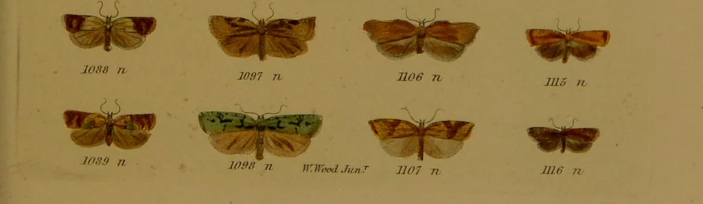 An illustration from Index entomologicus, or, A complete illustrated catalogue, consisting of upwards of two thousand accurately coloured figures of the lepidopterous insects of Great Britain / by W. Wood., 1854, leaf 341