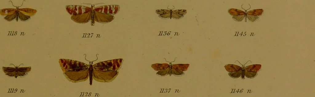 An illustration from Index entomologicus, or, A complete illustrated catalogue, consisting of upwards of two thousand accurately coloured figures of the lepidopterous insects of Great Britain / by W. Wood., 1854, leaf 349
