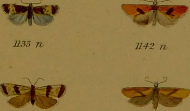 An illustration from Index entomologicus, or, A complete illustrated catalogue, consisting of upwards of two thousand accurately coloured figures of the lepidopterous insects of Great Britain / by W. Wood., 1854, leaf 349