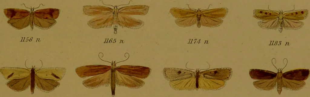 An illustration from Index entomologicus, or, A complete illustrated catalogue, consisting of upwards of two thousand accurately coloured figures of the lepidopterous insects of Great Britain / by W. Wood., 1854, leaf 357