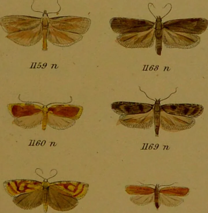 An illustration from Index entomologicus, or, A complete illustrated catalogue, consisting of upwards of two thousand accurately coloured figures of the lepidopterous insects of Great Britain / by W. Wood., 1854, leaf 357