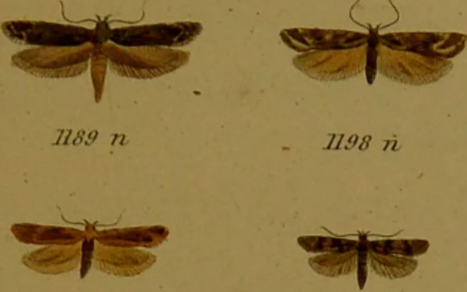 An illustration from Index entomologicus, or, A complete illustrated catalogue, consisting of upwards of two thousand accurately coloured figures of the lepidopterous insects of Great Britain / by W. Wood., 1854, leaf 365