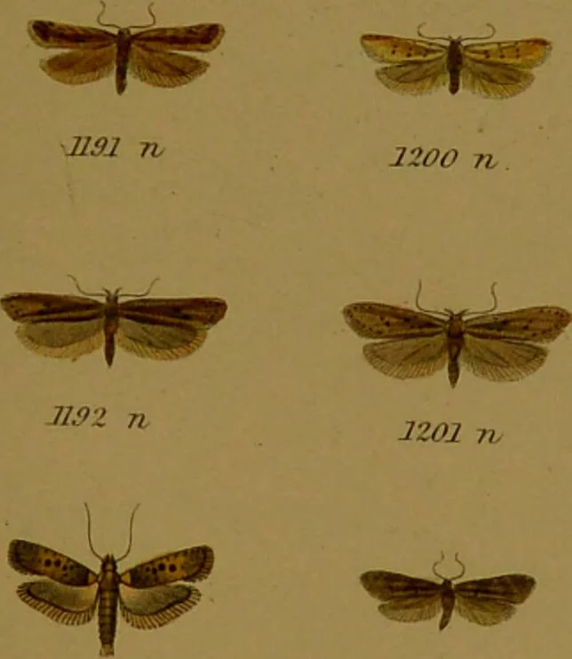 An illustration from Index entomologicus, or, A complete illustrated catalogue, consisting of upwards of two thousand accurately coloured figures of the lepidopterous insects of Great Britain / by W. Wood., 1854, leaf 365
