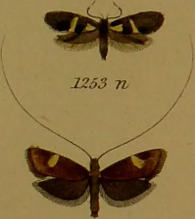 An illustration from Index entomologicus, or, A complete illustrated catalogue, consisting of upwards of two thousand accurately coloured figures of the lepidopterous insects of Great Britain / by W. Wood., 1854, leaf 377