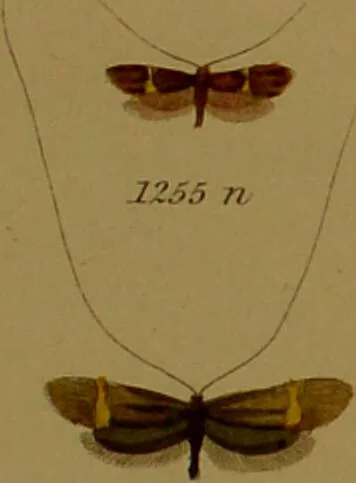An illustration from Index entomologicus, or, A complete illustrated catalogue, consisting of upwards of two thousand accurately coloured figures of the lepidopterous insects of Great Britain / by W. Wood., 1854, leaf 377