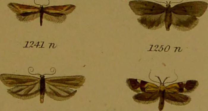 An illustration from Index entomologicus, or, A complete illustrated catalogue, consisting of upwards of two thousand accurately coloured figures of the lepidopterous insects of Great Britain / by W. Wood., 1854, leaf 377