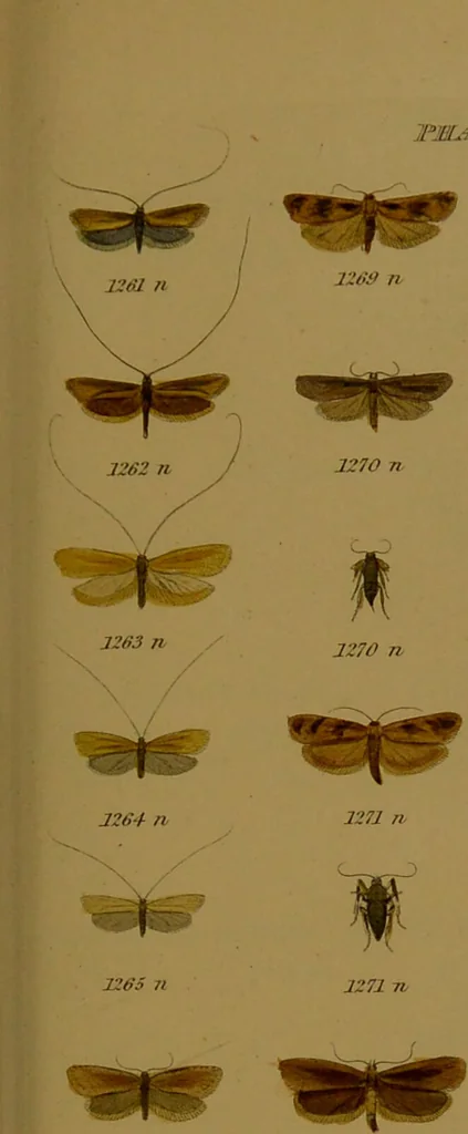 An illustration from Index entomologicus, or, A complete illustrated catalogue, consisting of upwards of two thousand accurately coloured figures of the lepidopterous insects of Great Britain / by W. Wood., 1854, leaf 385