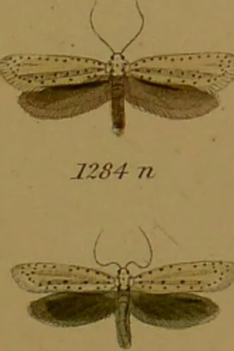 An illustration from Index entomologicus, or, A complete illustrated catalogue, consisting of upwards of two thousand accurately coloured figures of the lepidopterous insects of Great Britain / by W. Wood., 1854, leaf 385