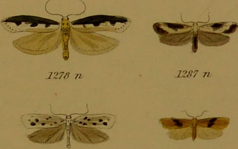 An illustration from Index entomologicus, or, A complete illustrated catalogue, consisting of upwards of two thousand accurately coloured figures of the lepidopterous insects of Great Britain / by W. Wood., 1854, leaf 385
