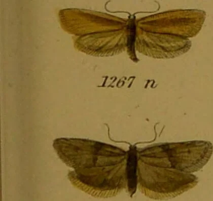 An illustration from Index entomologicus, or, A complete illustrated catalogue, consisting of upwards of two thousand accurately coloured figures of the lepidopterous insects of Great Britain / by W. Wood., 1854, leaf 385