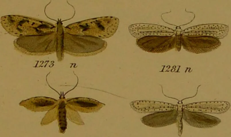 An illustration from Index entomologicus, or, A complete illustrated catalogue, consisting of upwards of two thousand accurately coloured figures of the lepidopterous insects of Great Britain / by W. Wood., 1854, leaf 385
