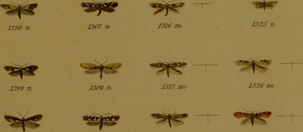 An illustration from Index entomologicus, or, A complete illustrated catalogue, consisting of upwards of two thousand accurately coloured figures of the lepidopterous insects of Great Britain / by W. Wood., 1854, leaf 393