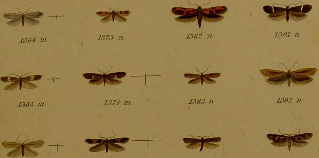 An illustration from Index entomologicus, or, A complete illustrated catalogue, consisting of upwards of two thousand accurately coloured figures of the lepidopterous insects of Great Britain / by W. Wood., 1854, leaf 409