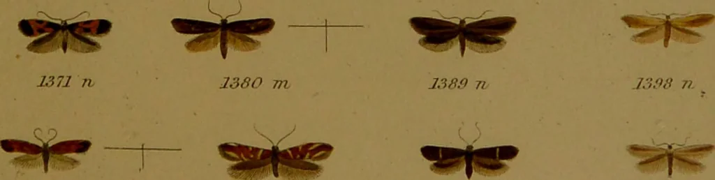 An illustration from Index entomologicus, or, A complete illustrated catalogue, consisting of upwards of two thousand accurately coloured figures of the lepidopterous insects of Great Britain / by W. Wood., 1854, leaf 409