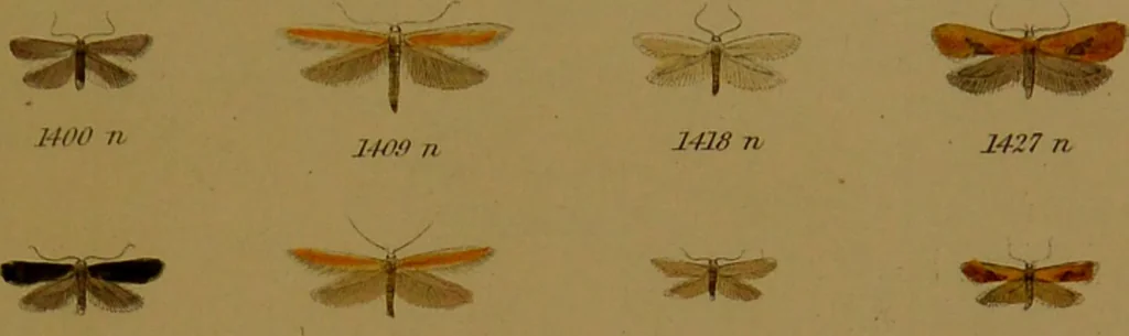 An illustration from Index entomologicus, or, A complete illustrated catalogue, consisting of upwards of two thousand accurately coloured figures of the lepidopterous insects of Great Britain / by W. Wood., 1854, leaf 421