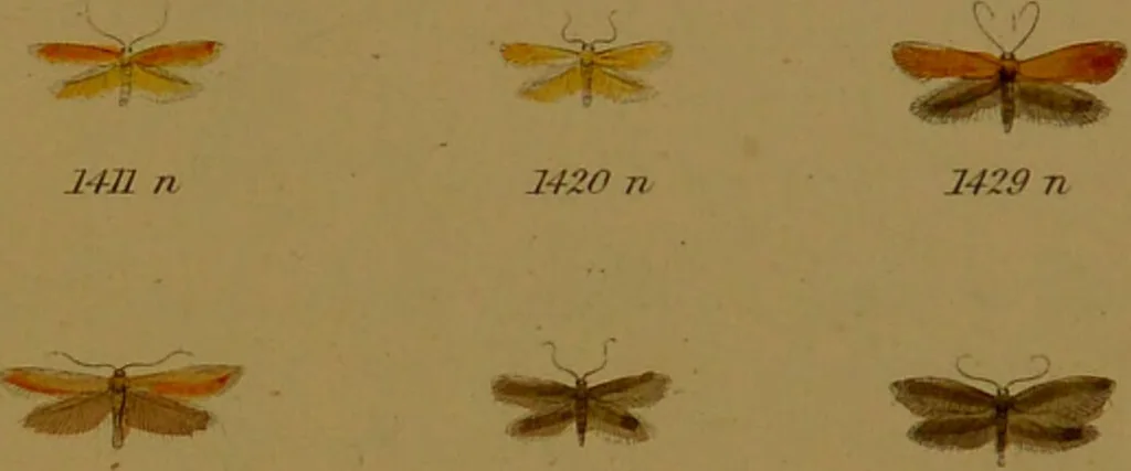 An illustration from Index entomologicus, or, A complete illustrated catalogue, consisting of upwards of two thousand accurately coloured figures of the lepidopterous insects of Great Britain / by W. Wood., 1854, leaf 421