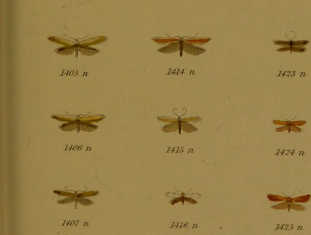 An illustration from Index entomologicus, or, A complete illustrated catalogue, consisting of upwards of two thousand accurately coloured figures of the lepidopterous insects of Great Britain / by W. Wood., 1854, leaf 421
