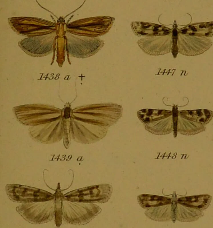 An illustration from Index entomologicus, or, A complete illustrated catalogue, consisting of upwards of two thousand accurately coloured figures of the lepidopterous insects of Great Britain / by W. Wood., 1854, leaf 429