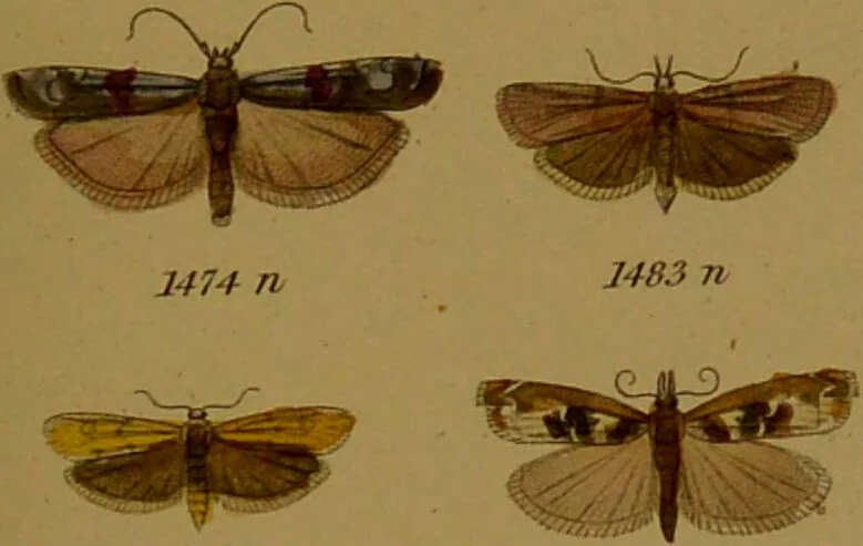 An illustration from Index entomologicus, or, A complete illustrated catalogue, consisting of upwards of two thousand accurately coloured figures of the lepidopterous insects of Great Britain / by W. Wood., 1854, leaf 437