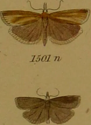 An illustration from Index entomologicus, or, A complete illustrated catalogue, consisting of upwards of two thousand accurately coloured figures of the lepidopterous insects of Great Britain / by W. Wood., 1854, leaf 437