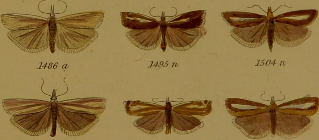 An illustration from Index entomologicus, or, A complete illustrated catalogue, consisting of upwards of two thousand accurately coloured figures of the lepidopterous insects of Great Britain / by W. Wood., 1854, leaf 437