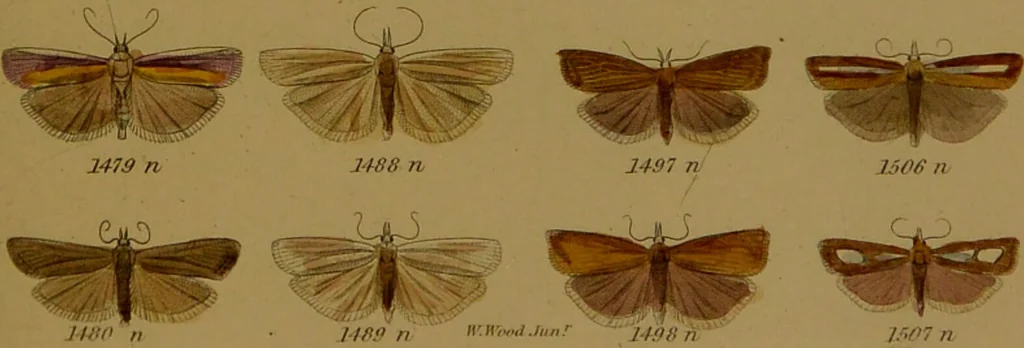 An illustration from Index entomologicus, or, A complete illustrated catalogue, consisting of upwards of two thousand accurately coloured figures of the lepidopterous insects of Great Britain / by W. Wood., 1854, leaf 437
