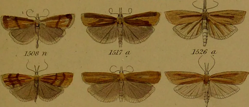 An illustration from Index entomologicus, or, A complete illustrated catalogue, consisting of upwards of two thousand accurately coloured figures of the lepidopterous insects of Great Britain / by W. Wood., 1854, leaf 445