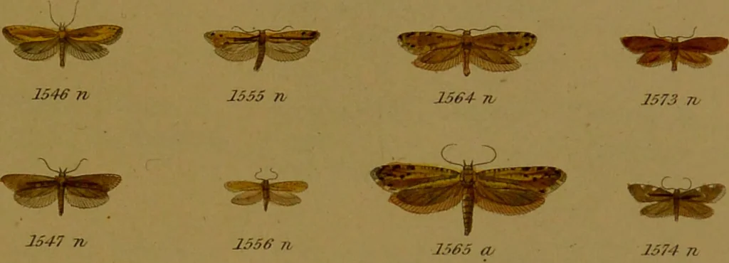An illustration from Index entomologicus, or, A complete illustrated catalogue, consisting of upwards of two thousand accurately coloured figures of the lepidopterous insects of Great Britain / by W. Wood., 1854, leaf 453