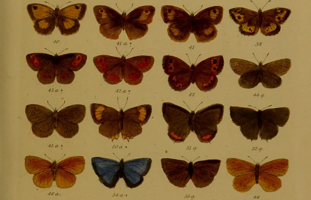 An illustration from Index entomologicus, or, A complete illustrated catalogue, consisting of upwards of two thousand accurately coloured figures of the lepidopterous insects of Great Britain / by W. Wood., 1854, leaf 47