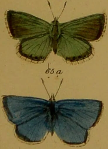 An illustration from Index entomologicus, or, A complete illustrated catalogue, consisting of upwards of two thousand accurately coloured figures of the lepidopterous insects of Great Britain / by W. Wood., 1854, leaf 47