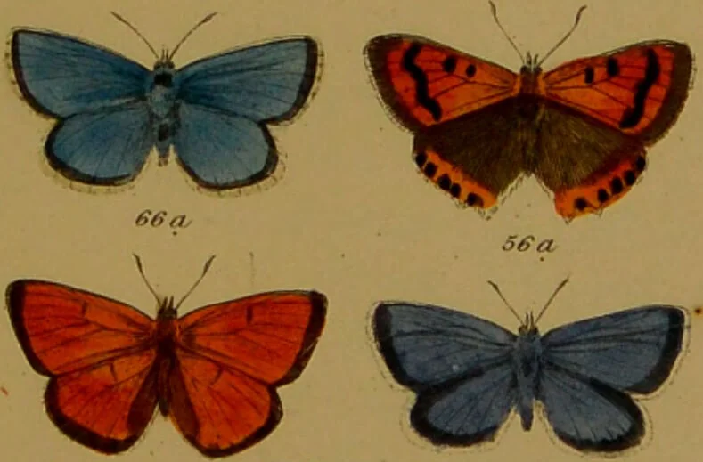 An illustration from Index entomologicus, or, A complete illustrated catalogue, consisting of upwards of two thousand accurately coloured figures of the lepidopterous insects of Great Britain / by W. Wood., 1854, leaf 47