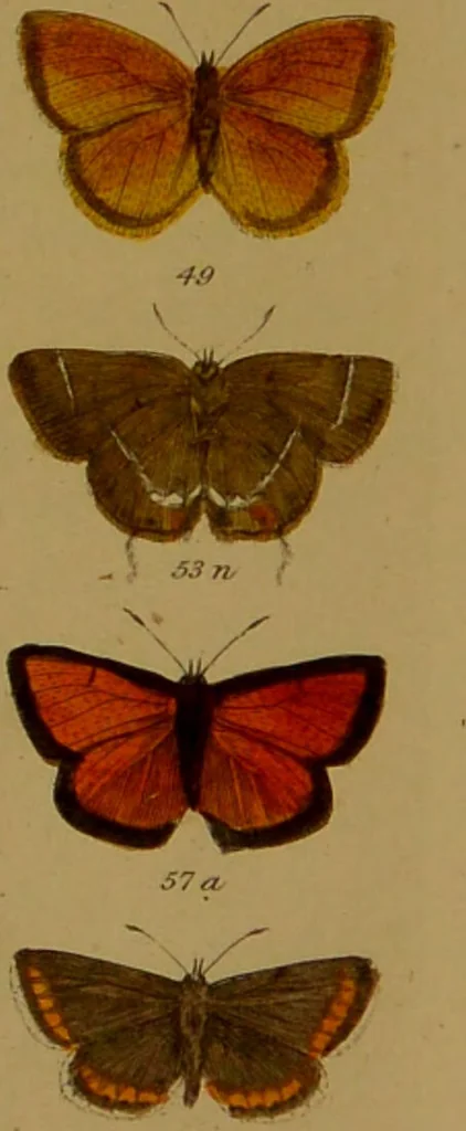 An illustration from Index entomologicus, or, A complete illustrated catalogue, consisting of upwards of two thousand accurately coloured figures of the lepidopterous insects of Great Britain / by W. Wood., 1854, leaf 47