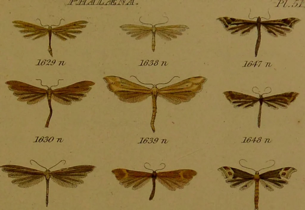An illustration from Index entomologicus, or, A complete illustrated catalogue, consisting of upwards of two thousand accurately coloured figures of the lepidopterous insects of Great Britain / by W. Wood., 1854, leaf 473