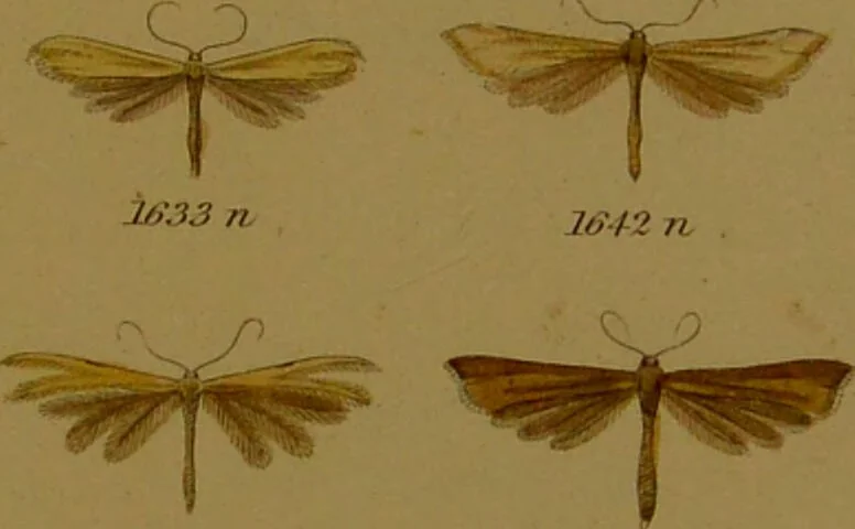 An illustration from Index entomologicus, or, A complete illustrated catalogue, consisting of upwards of two thousand accurately coloured figures of the lepidopterous insects of Great Britain / by W. Wood., 1854, leaf 473