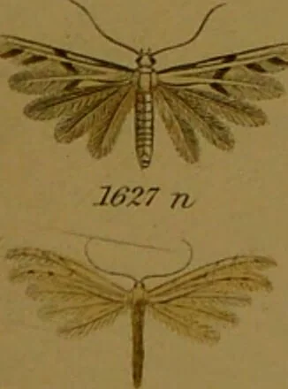 An illustration from Index entomologicus, or, A complete illustrated catalogue, consisting of upwards of two thousand accurately coloured figures of the lepidopterous insects of Great Britain / by W. Wood., 1854, leaf 473