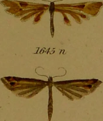 An illustration from Index entomologicus, or, A complete illustrated catalogue, consisting of upwards of two thousand accurately coloured figures of the lepidopterous insects of Great Britain / by W. Wood., 1854, leaf 473