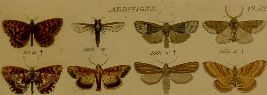 An illustration from Index entomologicus, or, A complete illustrated catalogue, consisting of upwards of two thousand accurately coloured figures of the lepidopterous insects of Great Britain / by W. Wood., 1854, leaf 485