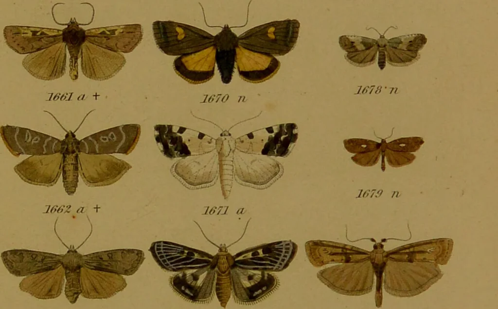 An illustration from Index entomologicus, or, A complete illustrated catalogue, consisting of upwards of two thousand accurately coloured figures of the lepidopterous insects of Great Britain / by W. Wood., 1854, leaf 485