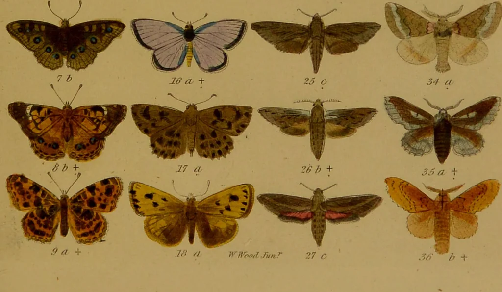 An illustration from Index entomologicus, or, A complete illustrated catalogue, consisting of upwards of two thousand accurately coloured figures of the lepidopterous insects of Great Britain / by W. Wood., 1854, leaf 493