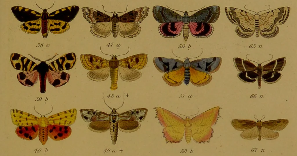 An illustration from Index entomologicus, or, A complete illustrated catalogue, consisting of upwards of two thousand accurately coloured figures of the lepidopterous insects of Great Britain / by W. Wood., 1854, leaf 501