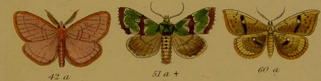 An illustration from Index entomologicus, or, A complete illustrated catalogue, consisting of upwards of two thousand accurately coloured figures of the lepidopterous insects of Great Britain / by W. Wood., 1854, leaf 501