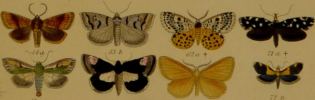 An illustration from Index entomologicus, or, A complete illustrated catalogue, consisting of upwards of two thousand accurately coloured figures of the lepidopterous insects of Great Britain / by W. Wood., 1854, leaf 501